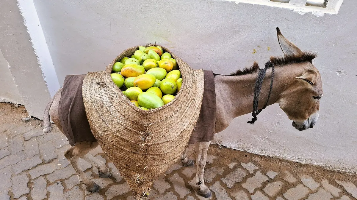Ein Esel mit Mangos in Shela