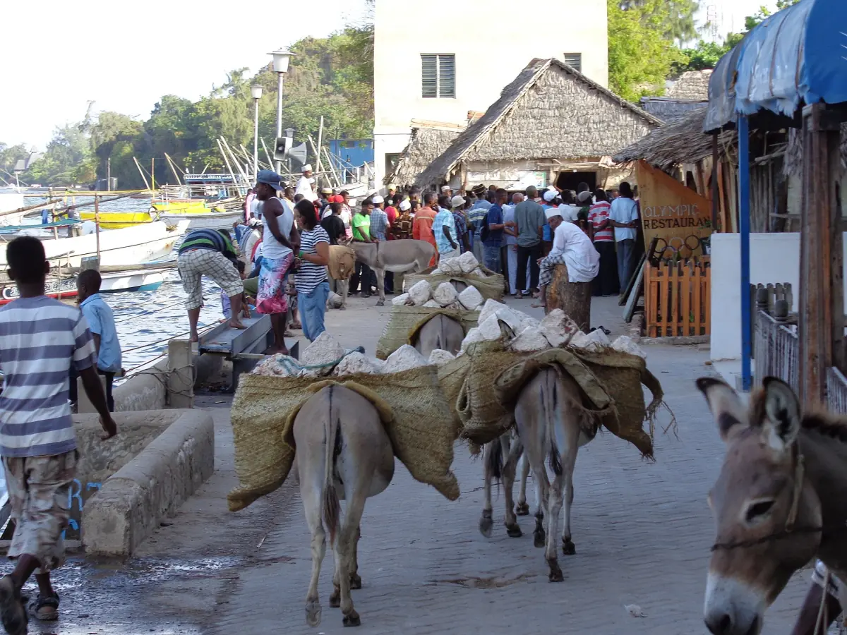 Esel an der Uferpromenade von Lamu